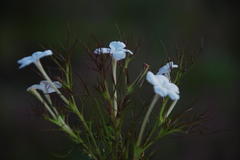 Rhamphicarpa longiflora